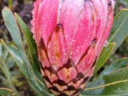 Protea neriifolia deeper pink